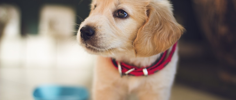Preventing Dental Disease in Pets: A Comprehensive Guide