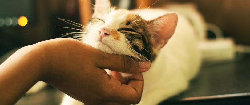 Holistic Training Approaches for Well-Rounded Pets