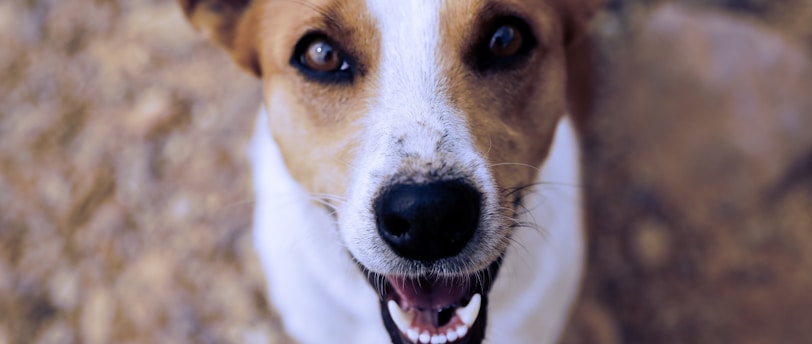 Understanding the Link Between Dental Health and Behavior in Pets