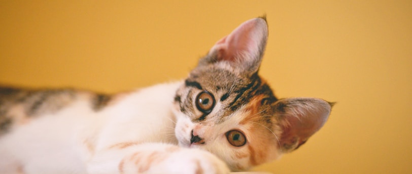 Tailoring Training Methods: Life Stage-Specific Tips for Your Pets