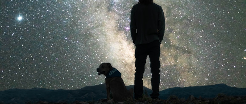 Navigating the Teenage Years: Training Strategies for Adolescent Dogs