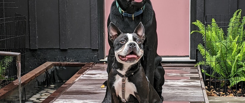 Puppy Socialization 101: A Comprehensive Guide to Early Socialization